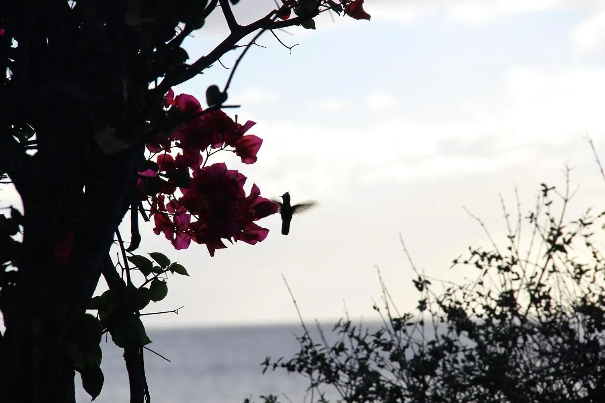 Villa Little Beach House Saint-Pierre Martinique
